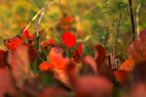 Close up of Beautiful smoke tree in autumn, a Nature Photo by Bepslabor