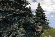 Fir Tree, an Environmental 3D Model by Game-Ready Studio (Thumbnail 2 of 5)