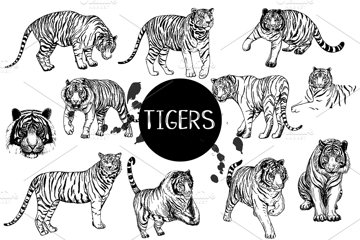 Tigers, an Animal Illustration by Ecaterina Sciuchina (Photo 1 of 5)