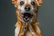 236 surprised animals, an Animal Photo by Handmadefont (Thumbnail 19 of 241)