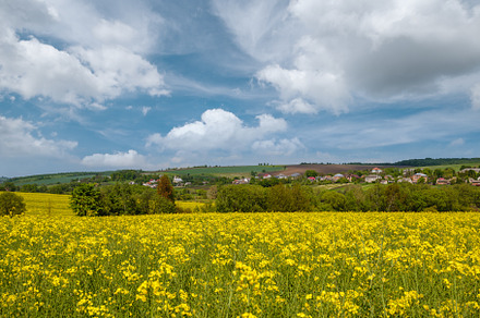 Spring rapeseed yellow blooming fields, a Nature Photo by YuriyB