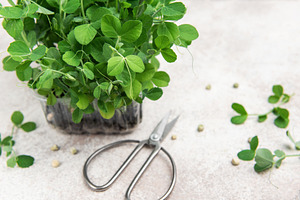 Fresh microgreens growing in plastic container and scissors on t, a Food & Drink Photo by Olena Rudo