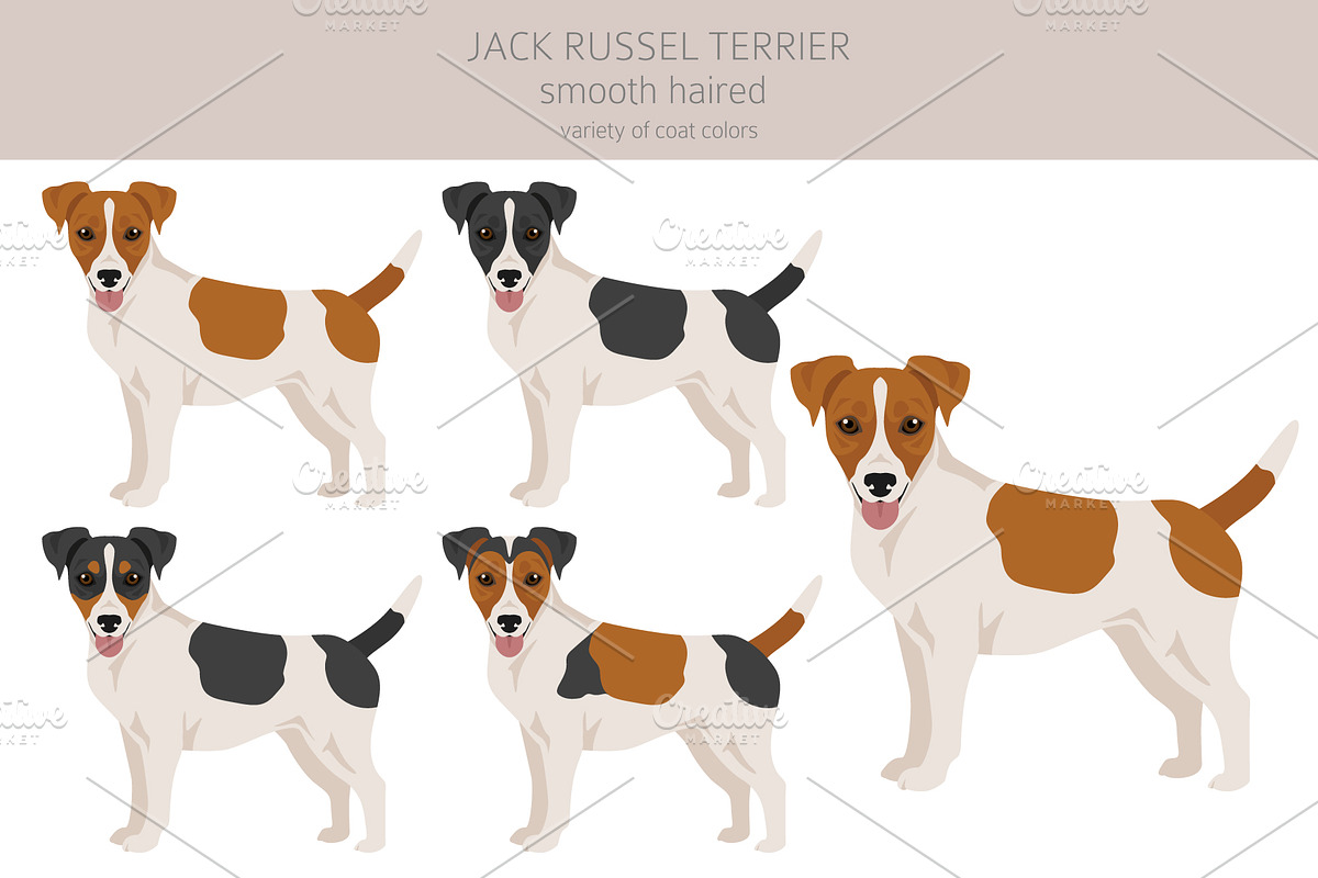 Jack Russel Terrier smooth-haired, an Animal Illustration by pet design shop (Photo 2 of 6)