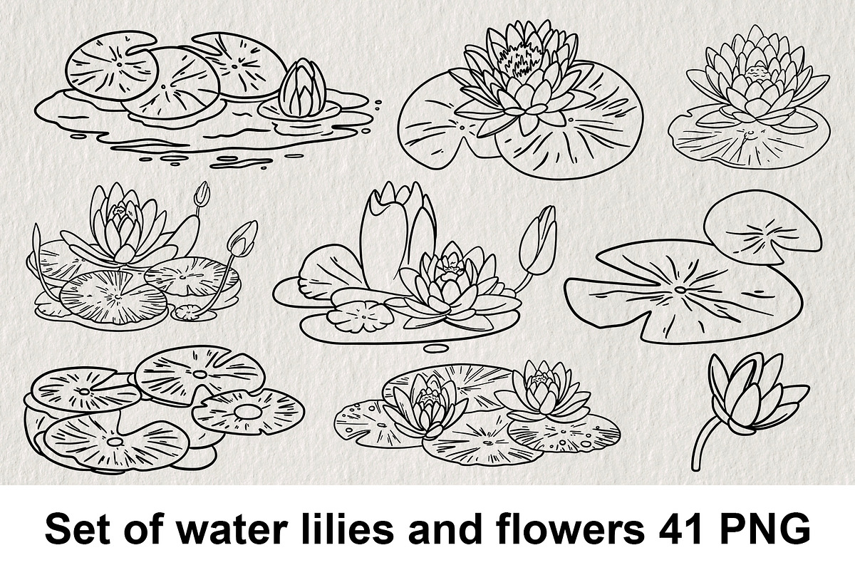 Set of water lilies and flowers PNG, a Decorative Illustration by LOKSKIH (Photo 1 of 10)