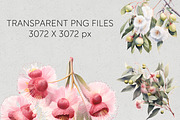 Gumnut Blossom Clipart Transparent, a Decorative Illustration by Pawcasso's Portraits (Thumbnail 3 of 6)