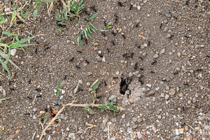 Ants crawling on sandy soil surface, an Animal Photo by DanFLCreativo