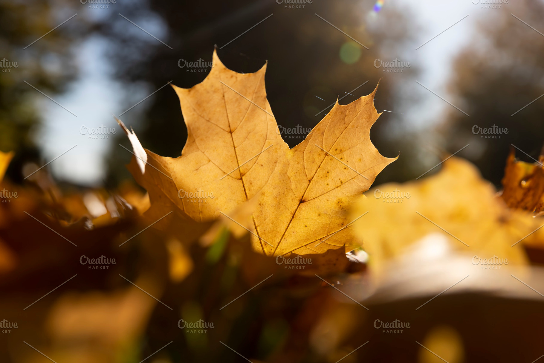 the foliage of trees on the ground after leaf fall in sunny weather, a Photo by rsoollAI