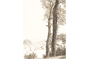 Vintage Tree Sketch PNG, a Decorative Illustration by Pink_bloom (Thumbnail 8 of 8)