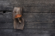 10 Dark tones presets for Lightroom, an Action Add-On by Elijah (Thumbnail 4 of 19)