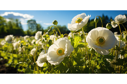 A field of white poppy flowers with, a Nature Photo by tilialucida