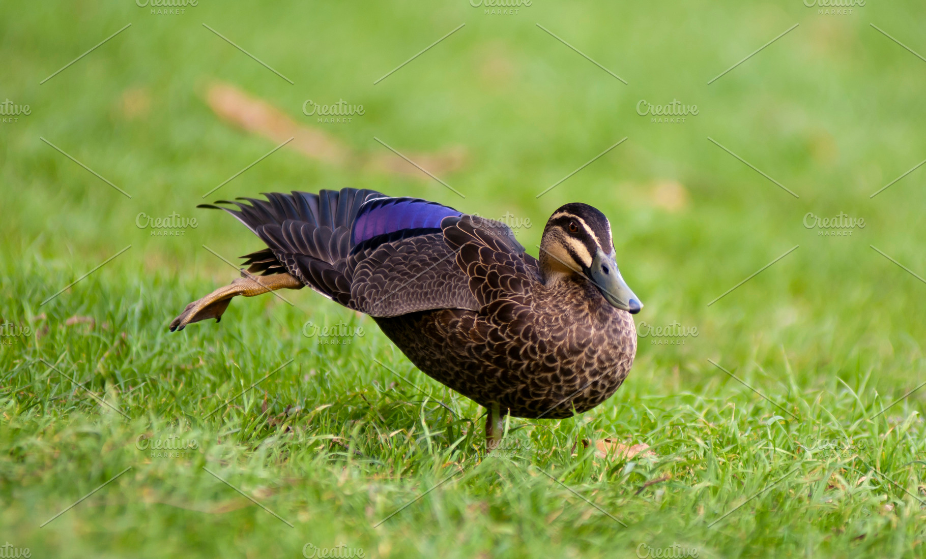 Pacific Black Duck, an Animal Photo by THP Creative