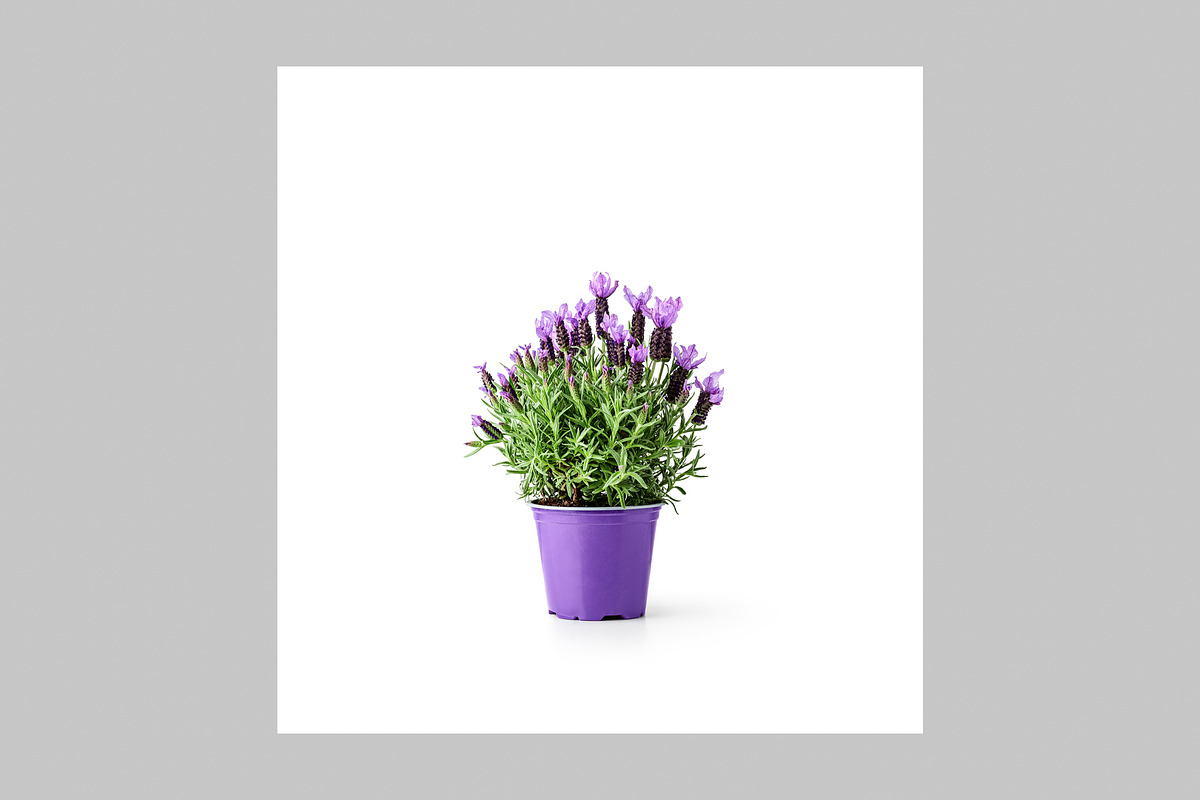 Lavender Herb Photo Pack, a Nature Photo by ifiStudio (Photo 2 of 14)