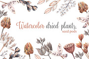Watercolor dried plants,seed pods., an Illustration by yulia.sukhanova (Thumbnail 1 of 5)