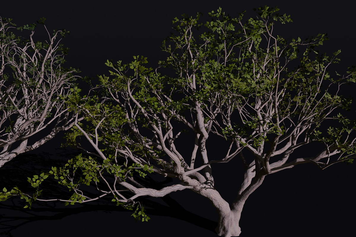 The Red Coral Tree, a Plants & Tree 3D Model by FuturePastCreatives (Photo 8 of 8)