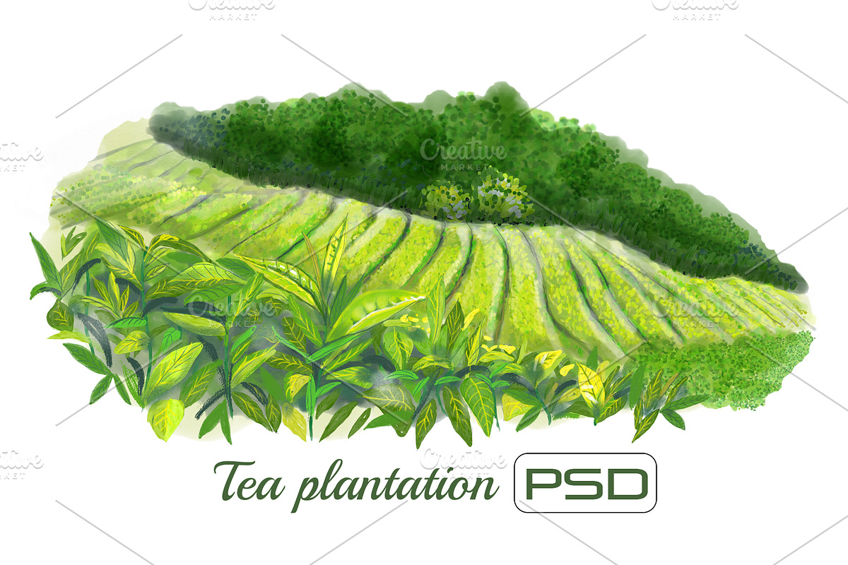 Tea plantation isolated watercolor, a Food Illustration by A.Lila