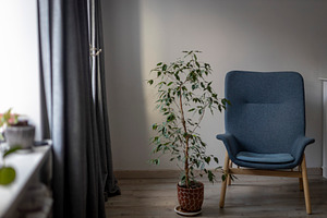 Blue armchair and indoor ficus tree, a Wallpaper Photo by Imaginarium
