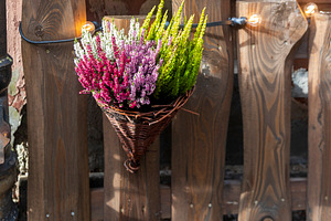Vibrant Mixed Heather Arrangement, a Nature Photo by Imaginarium
