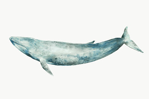 Watercolor Blue Whale Clipart, an Animal Illustration by Kolorata Art