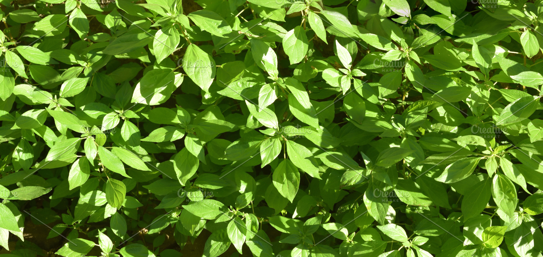 Background detail of green leaves of parietaria plant, an Abstract Photo by Davizro's Market