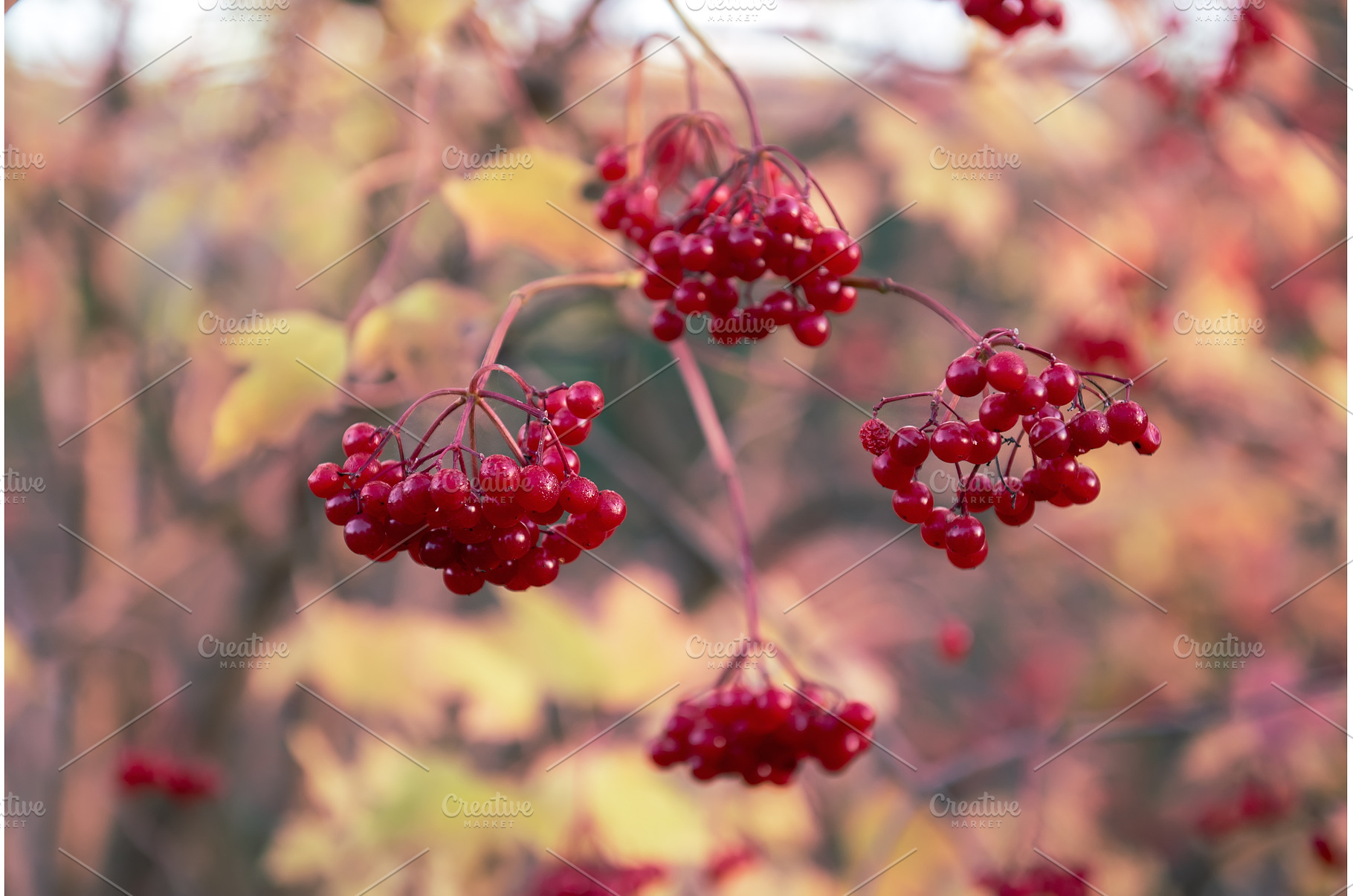Red berries of viburnum in the wild, a Nature Photo by Nature and travel