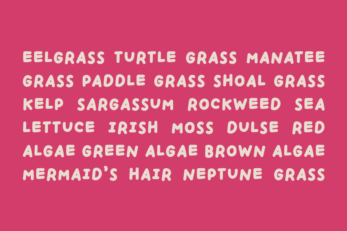 HANDPICKED SEASHELLS | Bouncy Font, a Handwritten Font by type peace (Photo 7 of 11)