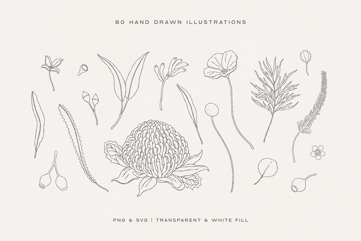 Australian Botanical Illustrations, a Decorative Illustration by rouxsupplyco (Photo 6 of 13)