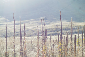 Dreamy Fall Field (portrait)