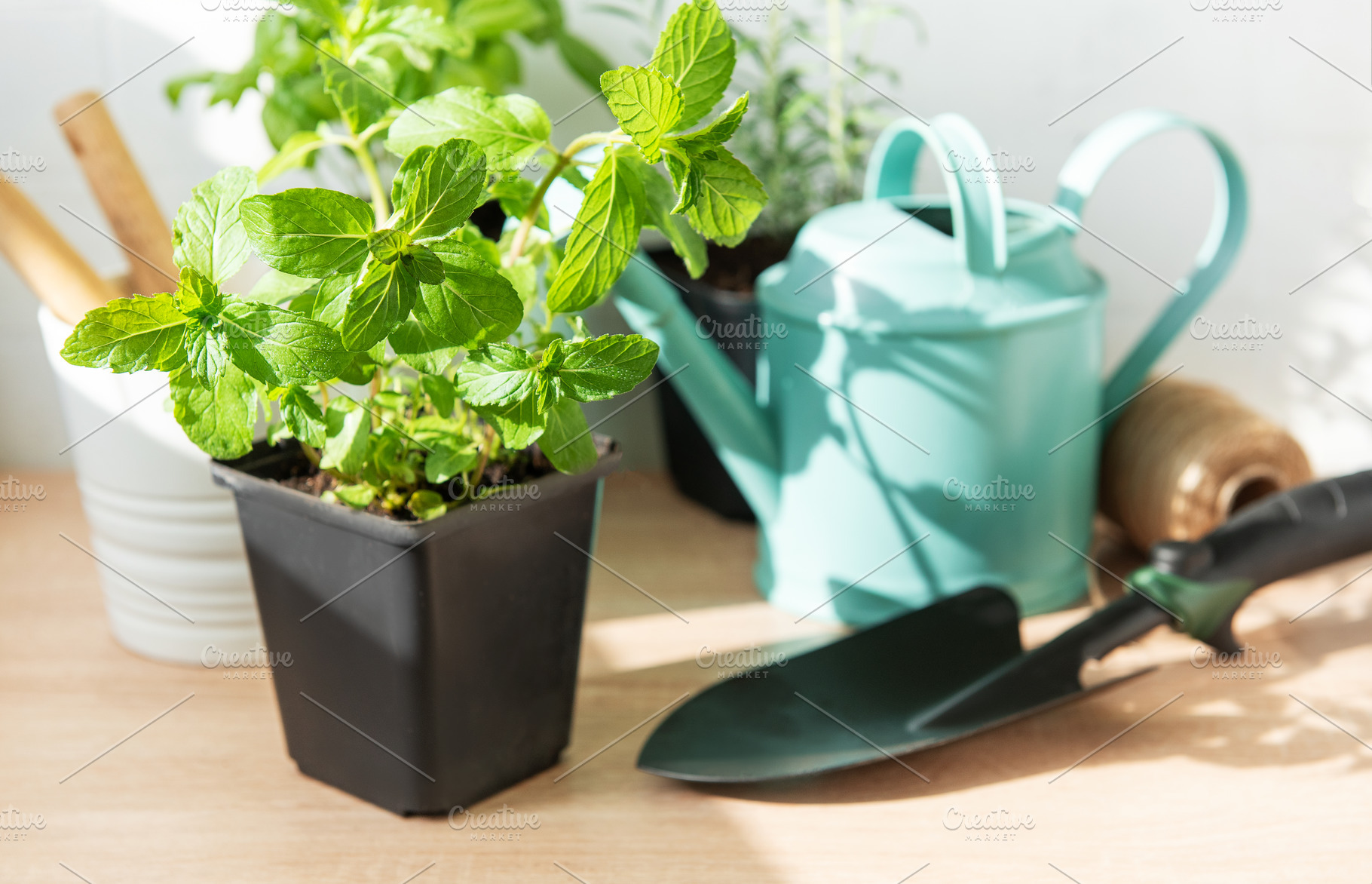 Mint herb plant on wooden table with garden tools, a Nature Photo by Olena Rudo