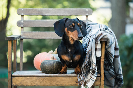 Dachshund miniature dog containing dachshund, dog, and pumpkin