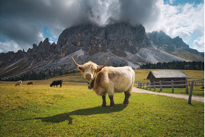 Scottish Highland cow standing on, an Animal Photo by den-belitsky