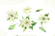 Watercolor white Poinsettia clipart, an Illustration by OlDm_Shop (Thumbnail 7 of 11)
