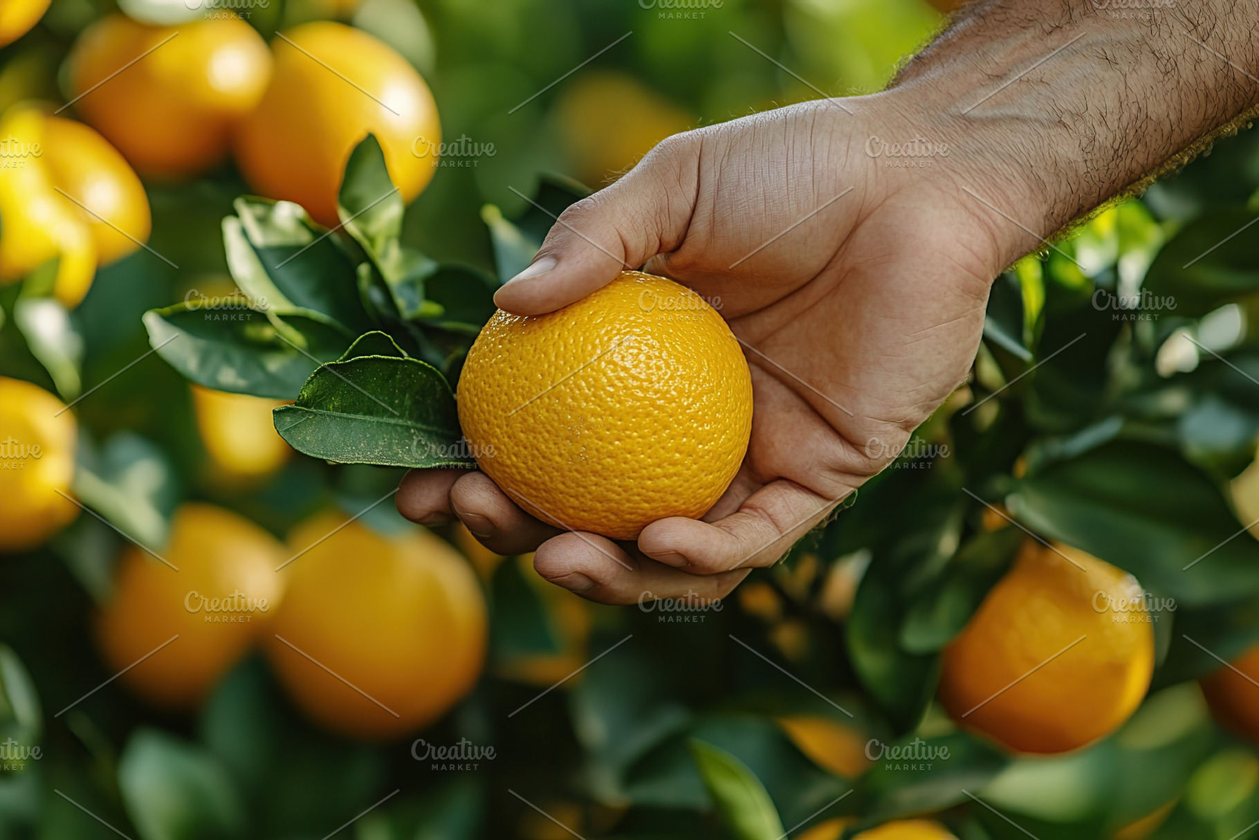 Farmer hand picking orange fruit in the garden, a Food & Drink Photo by AlyaAnd
