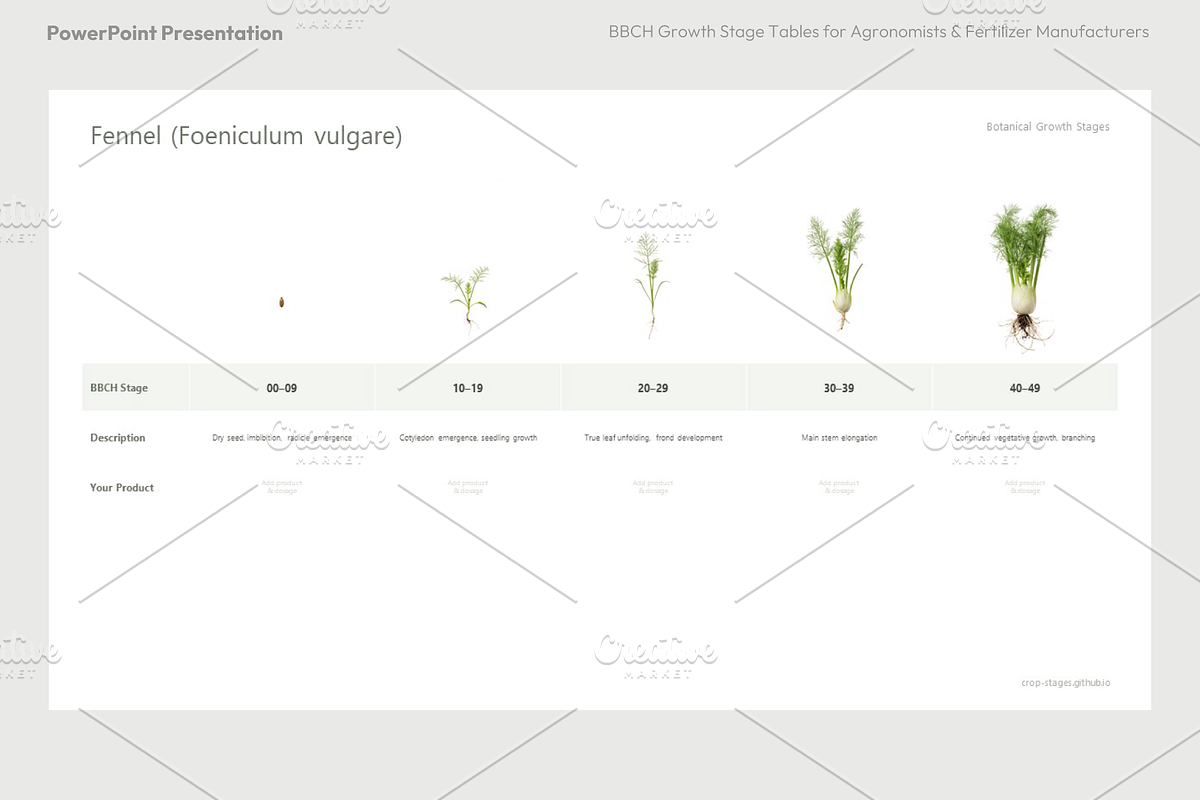 BBCH Growth Stages, Leafy & Herbs, a Presentation Template by Ilia Design (Photo 2 of 9)