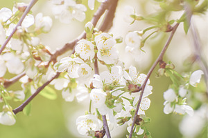 Cherry flowers frame, a Nature Photo by Nature and travel