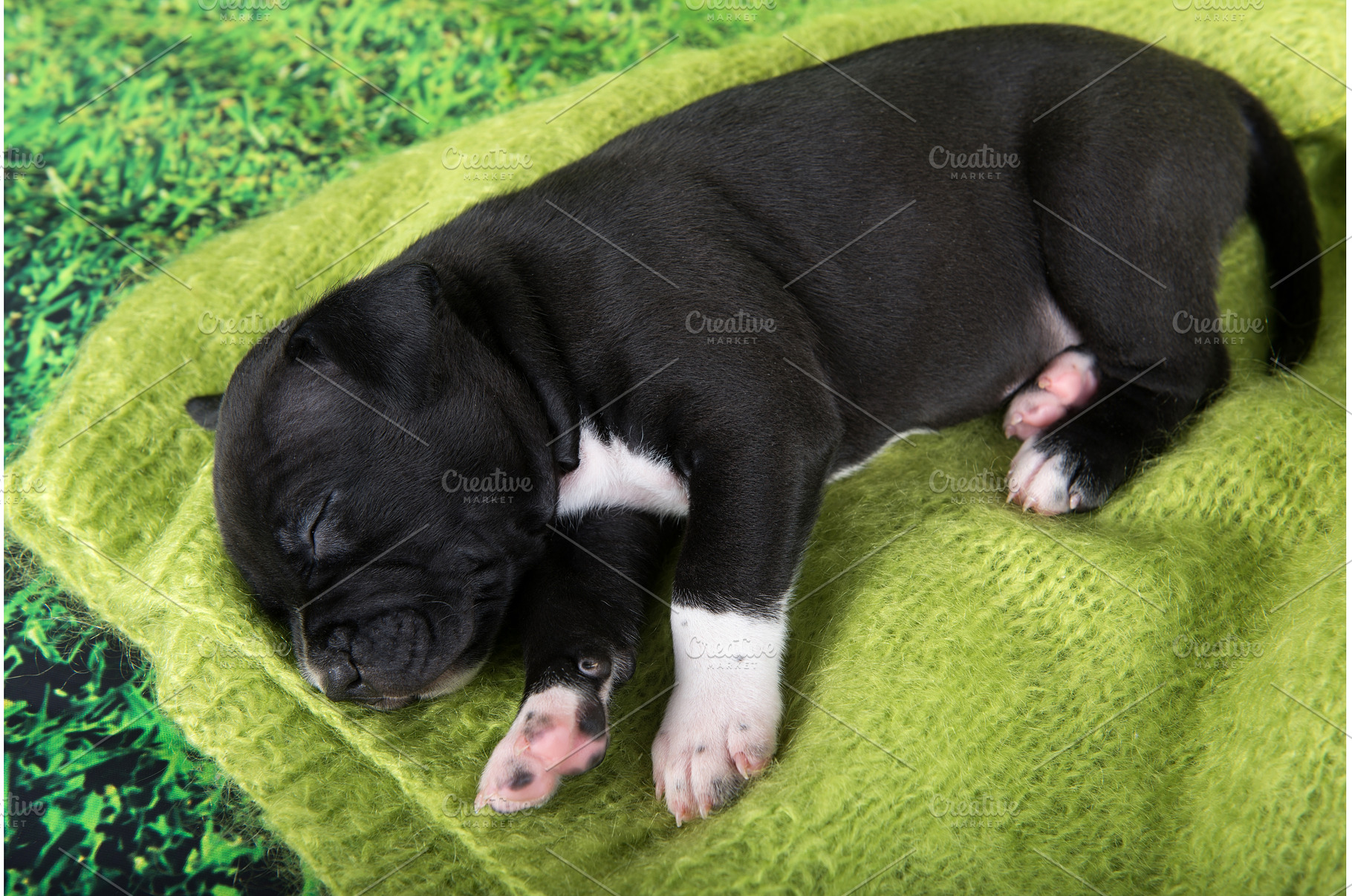 Black and white American, an Animal Photo by COLORFUL