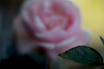 Soft Pink Rose Wall Print