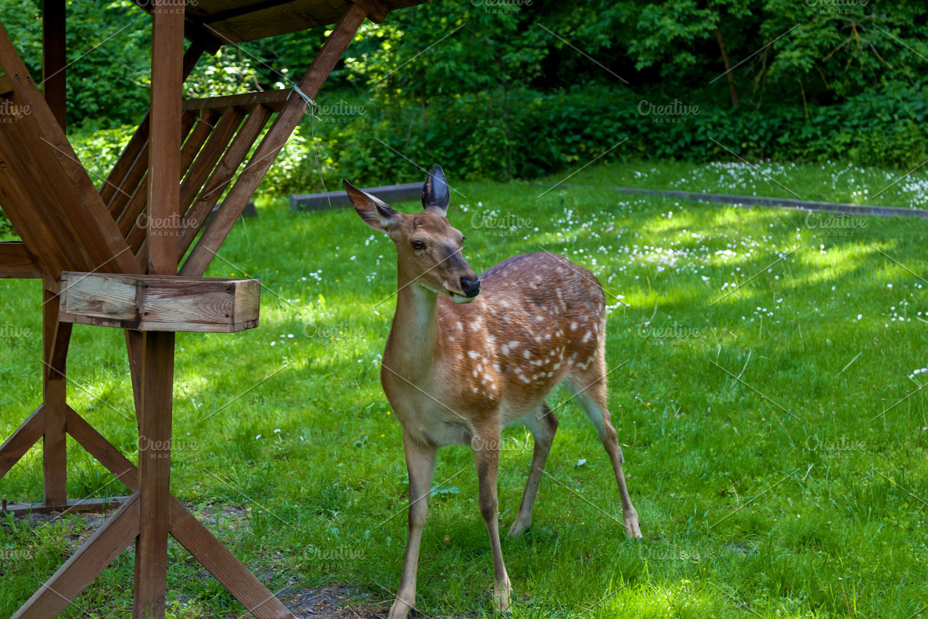 Young spotted deer in the forest on a clearing, an Animal Photo by Photostock