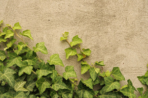 Liana growing up the wall featuring background, botany, and branch
