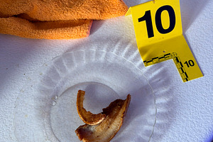 Forensic investigation examining bacon rind evidence on plate