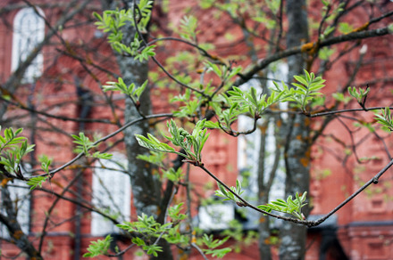 Young leaves open in spring, an Architecture Photo by Schreibikus