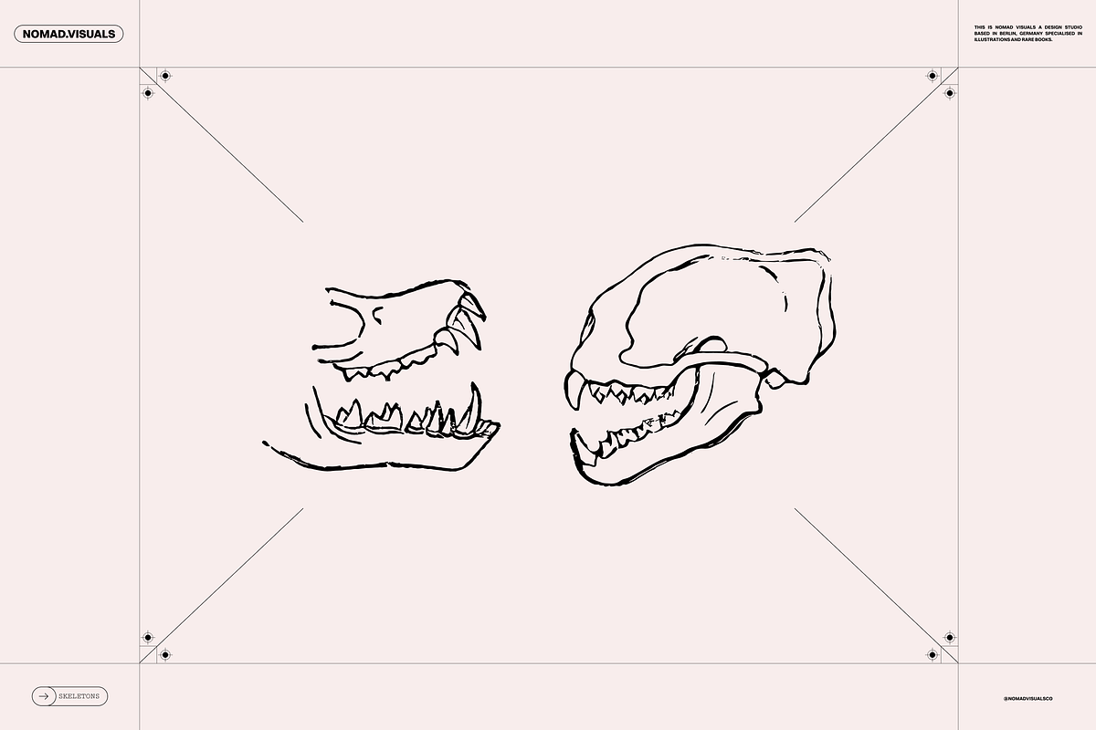 Skeletons & Bones, an Animal Illustration by Nomad Visuals (Photo 15 of 15)