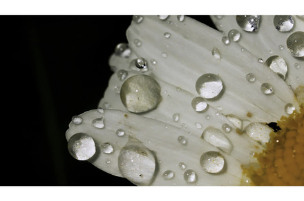 A close-up shot of a daisy in macro, a Nature Photo by Media Whale Stock