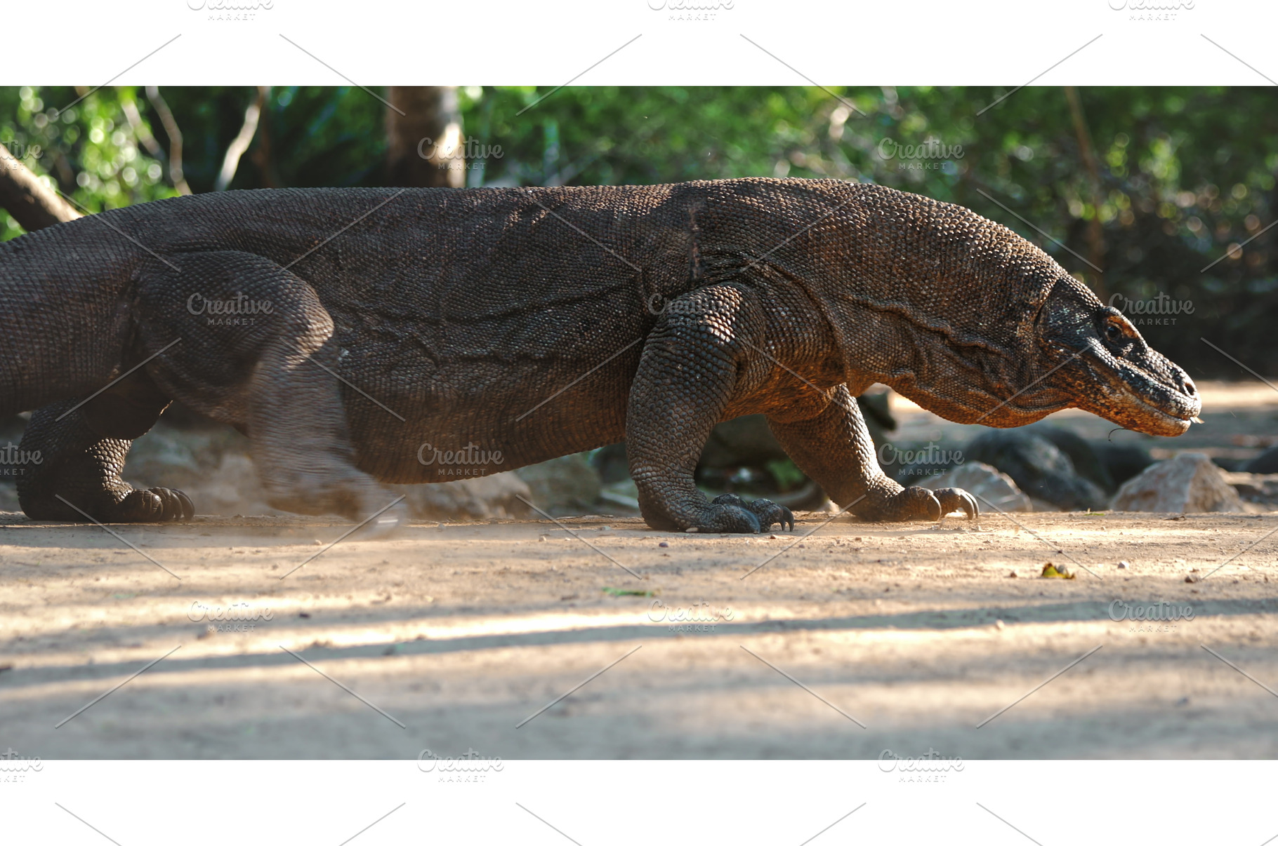 Komodo dragon walking on sand in the, an Animal Photo by Goinyk
