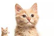 Turn photo into Animal Oil Panting, an Action Add-On by MRI STUDIO (Thumbnail 4 of 9)