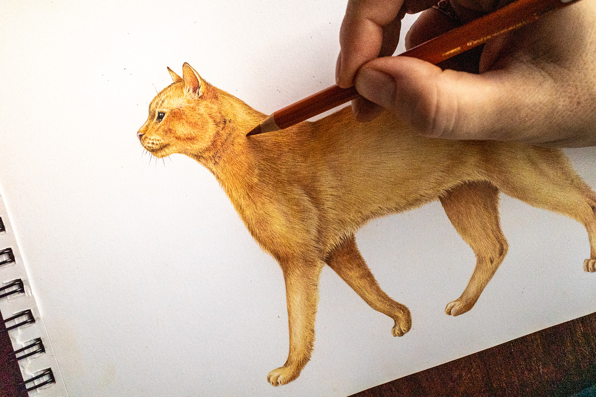 Animal Anatomy Study Pack, an Education Illustration by AnitaPol (Photo 12 of 20)