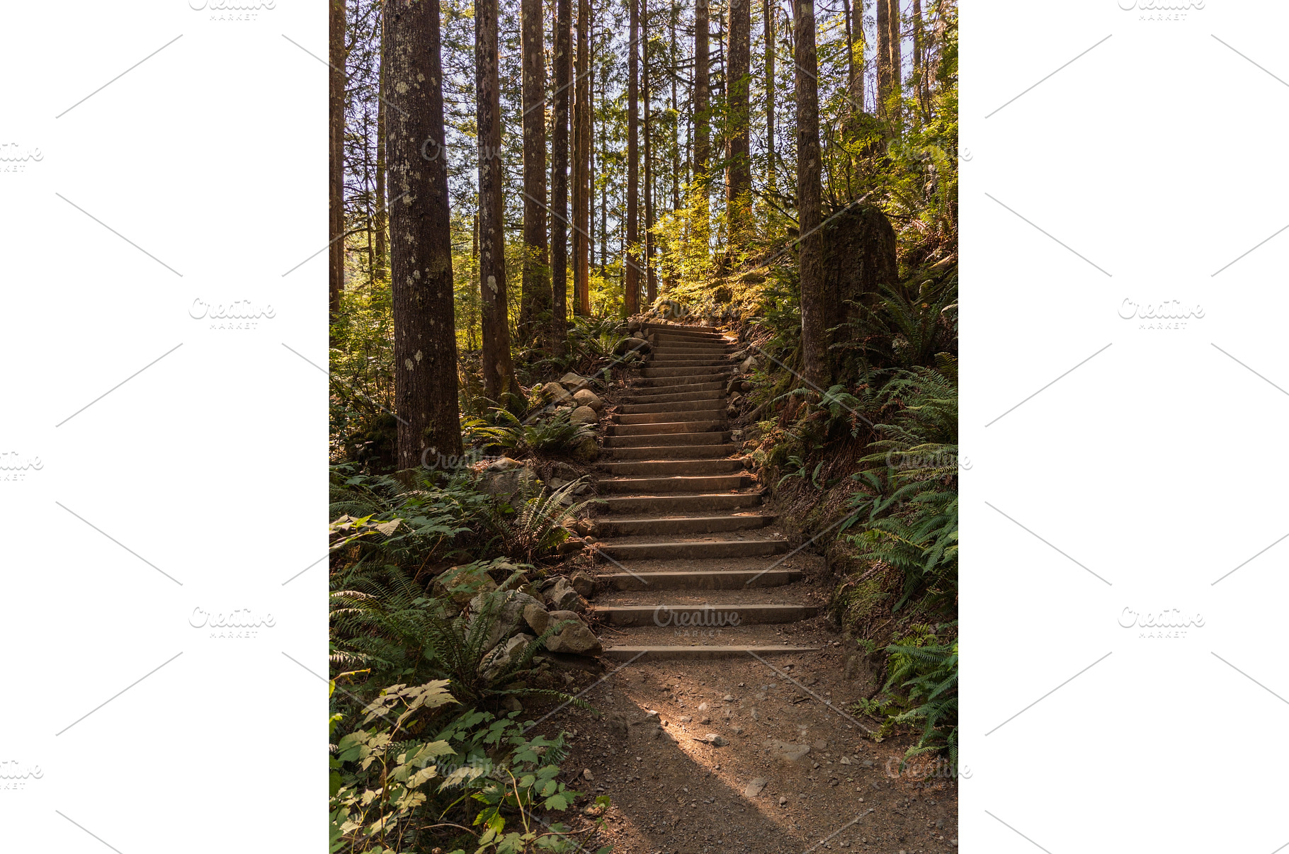 Steps on trail to waterfall in, a Nature Photo by Backyard Stock