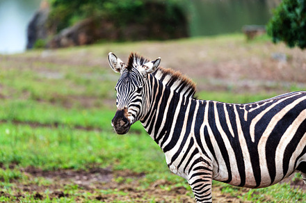 picture of a male zebra, an Animal Photo by Perpis