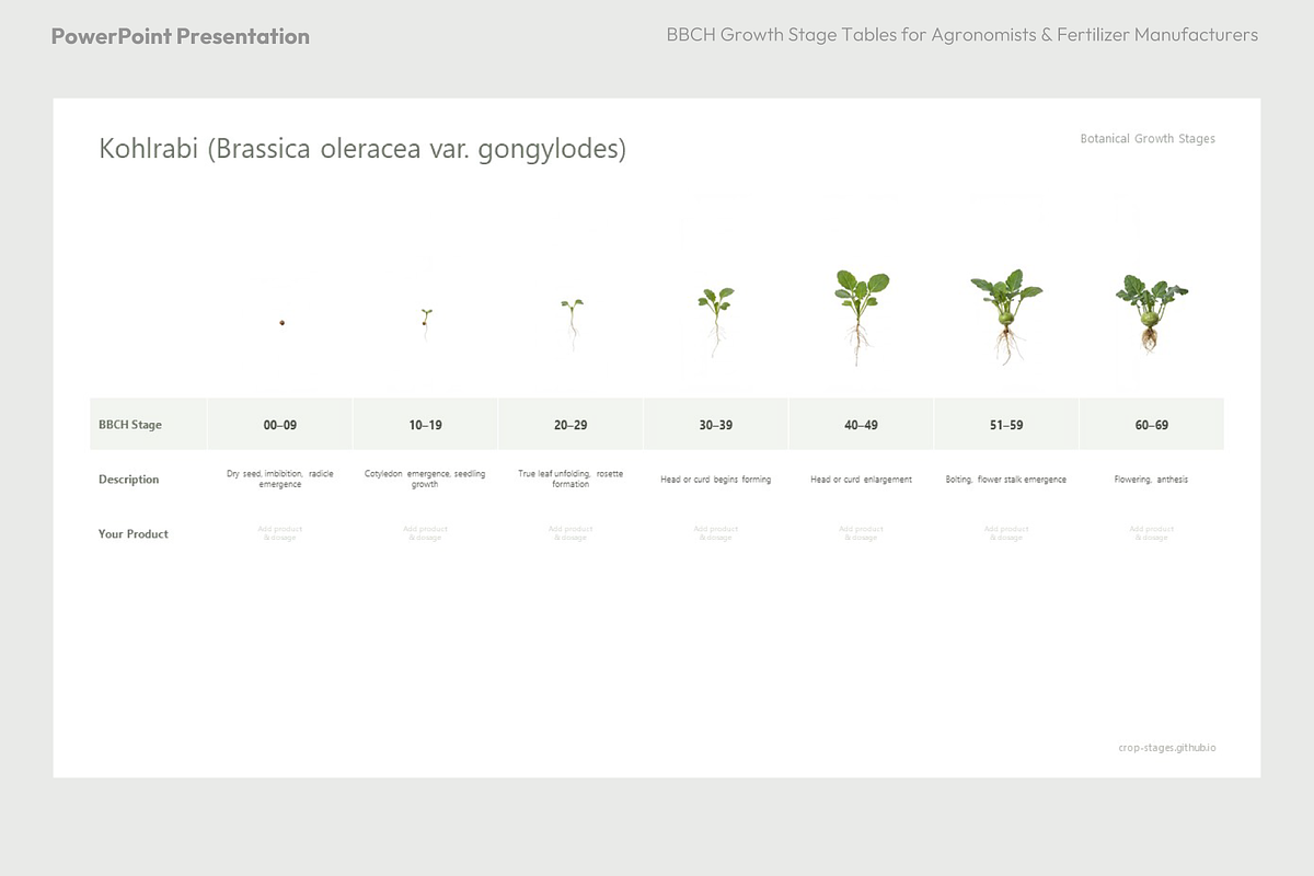 BBCH Growth Stages, Cabbages & Green, a Presentation Template by Ilia Design (Photo 7 of 10)