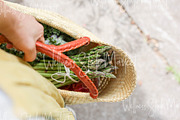 Holistic Lifestyle Bundle (Green), a Health & Medical Photo by Wellness Stock Market (Thumbnail 5 of 37)