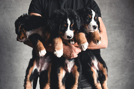 Young, Bernese Mountain Dogs